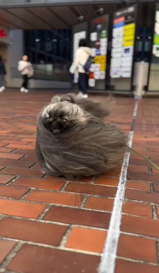 暴風に耐えてお散歩するワンコ