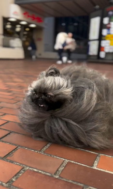 暴風に耐えてお散歩するワンコ