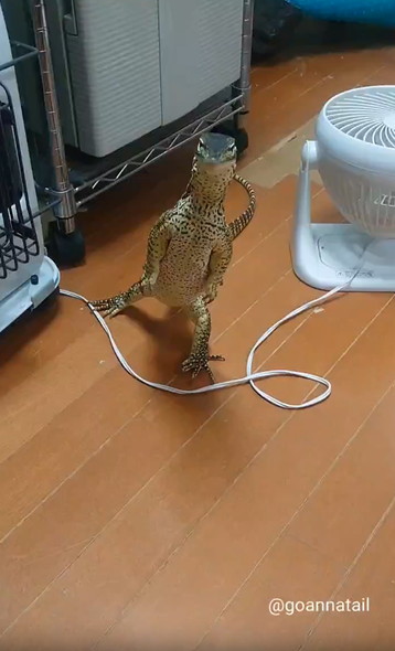 掃除機の邪魔するオオトカゲ