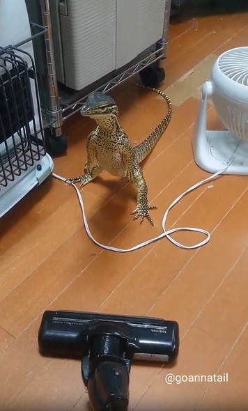 掃除機の邪魔するオオトカゲ