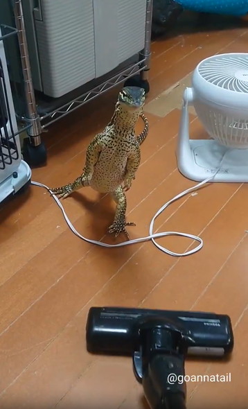 掃除機の邪魔するオオトカゲ
