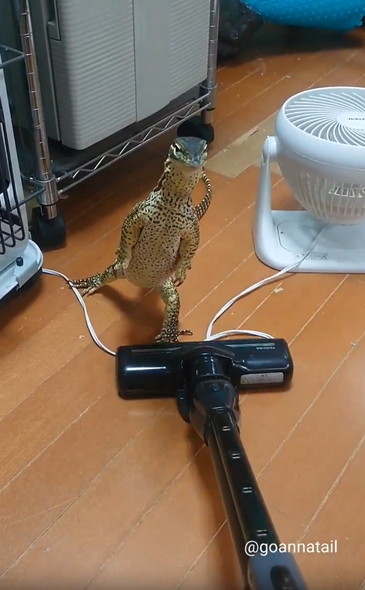 掃除機の邪魔するオオトカゲ