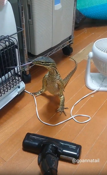 掃除機の邪魔するオオトカゲ