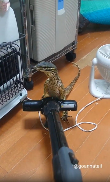 掃除機の邪魔するオオトカゲ