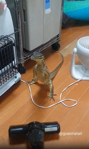 掃除機の邪魔するオオトカゲ
