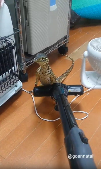 掃除機の邪魔するオオトカゲ