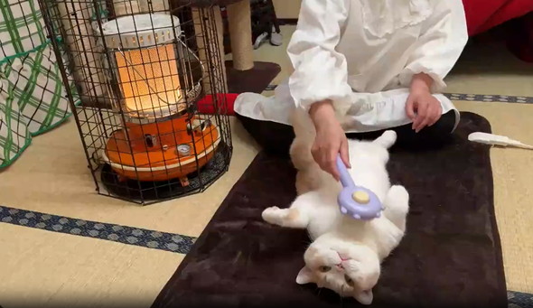 へそ天でブラッシング猫