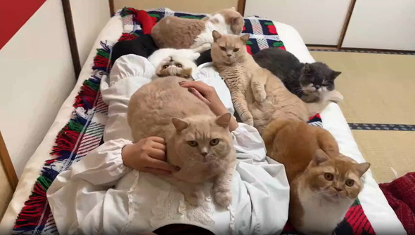 お母さんの上に猫たち