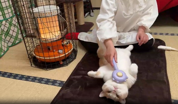 へそ天でブラッシング猫