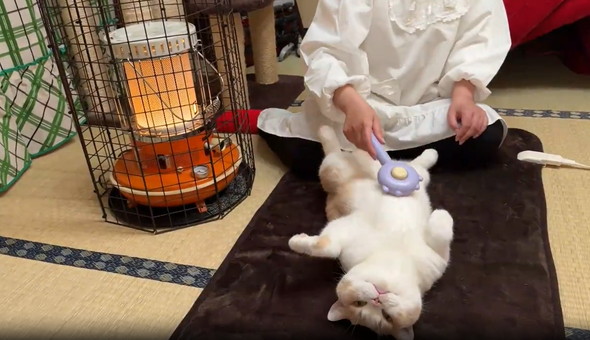 へそ天でブラッシング猫