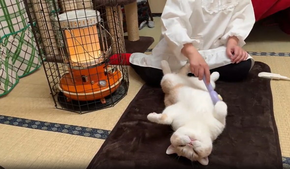 へそ天でブラッシング猫