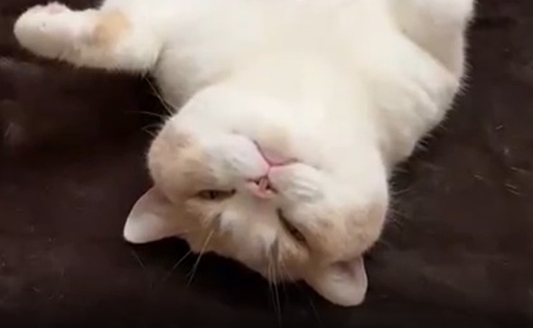 へそ天でブラッシング猫