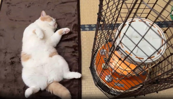 ストーブの隣で寝る猫