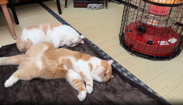 ストーブの隣で寝る猫