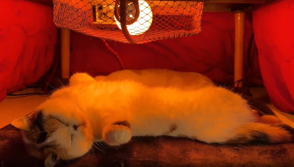 コタツでへそ天猫