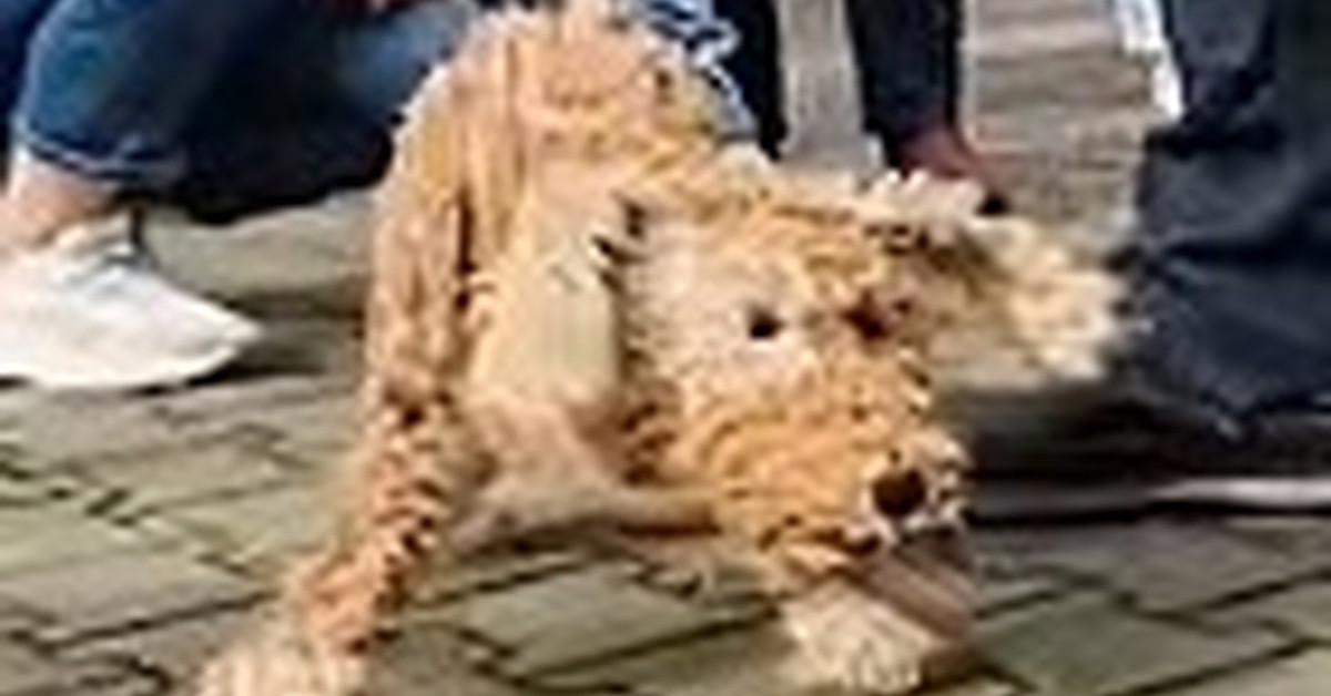 犬も勘違いするほどの“犬”　リアルすぎる動きに「5秒くらいわからんかったw」「ほんとに生きてるみたい」と150万いいね【海外】（1/3） | 犬 ねとらぼ