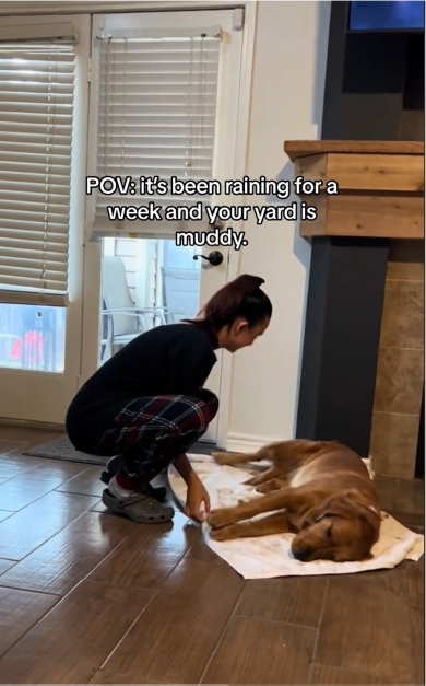 大人しく足を拭かれる子犬