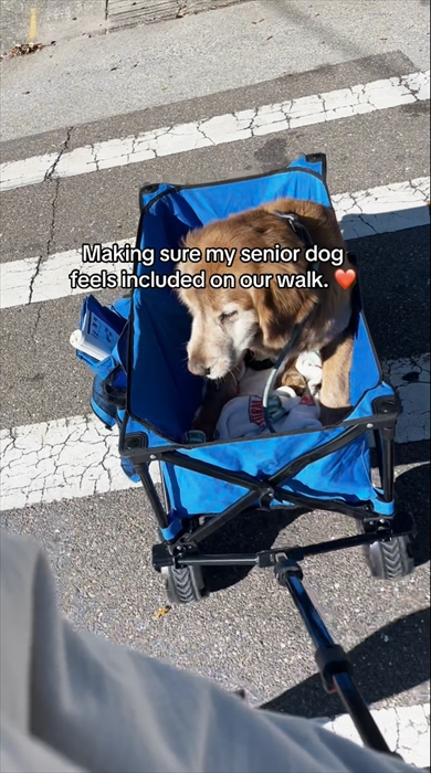 カートに乗せてお散歩するシニア犬