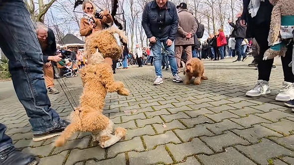 精巧な動きをする犬のマリオネットにびっくりする本物の犬