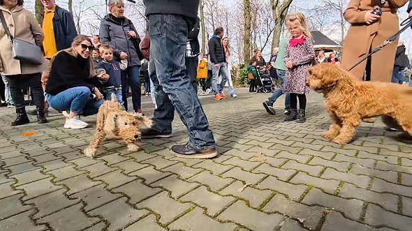 精巧な動きをする犬のマリオネットにびっくりする本物の犬