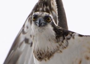 魚を捕まえたミサゴ