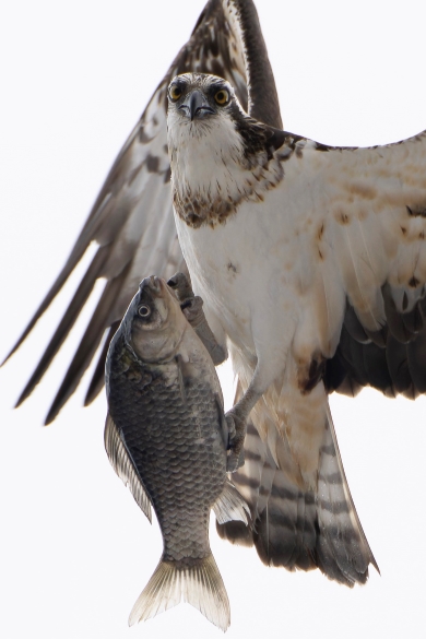 魚を捕まえたミサゴ