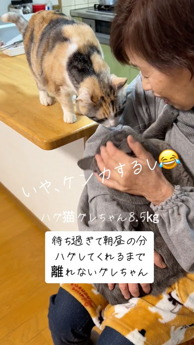 おばあちゃんから離れない猫