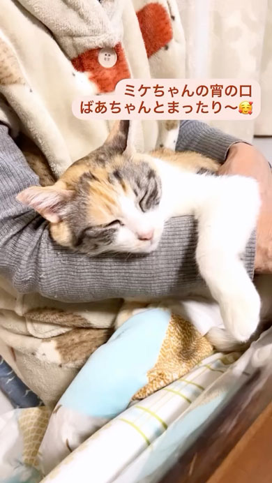 おばあちゃんと猫