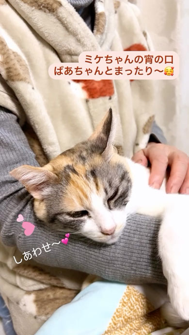 おばあちゃんと猫