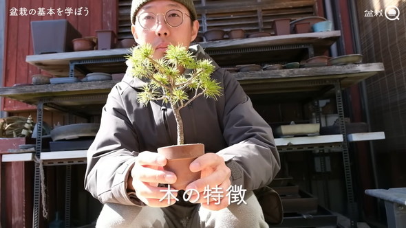 盆栽の骨組みを作る解説