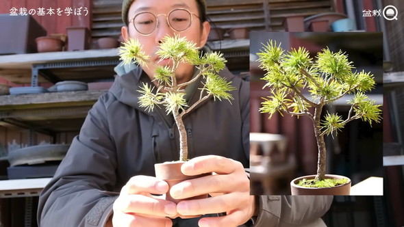 盆栽の骨組みを作る解説