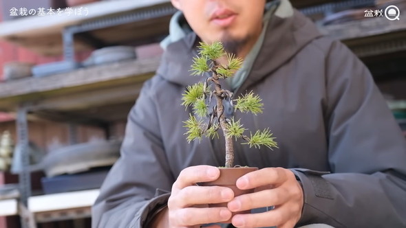 盆栽の骨組みを作る解説