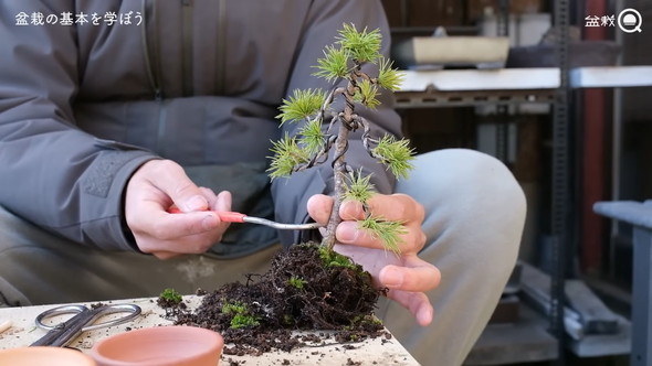 盆栽の骨組みを作る解説