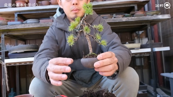 盆栽の骨組みを作る解説