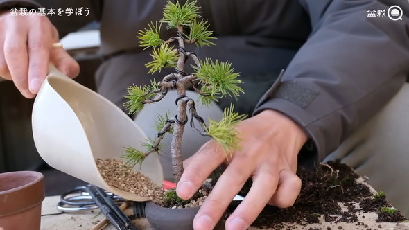 盆栽の骨組みを作る解説