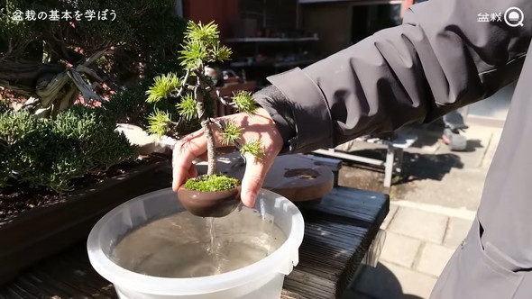 盆栽の骨組みを作る解説