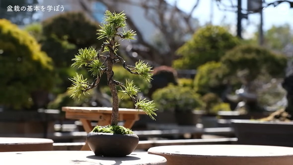 盆栽の骨組みを作る解説