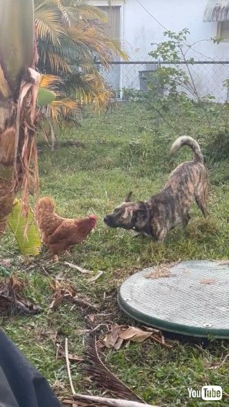 ニワトリにちょっかいをかけるワンコ