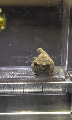 水槽のダンゴウオ