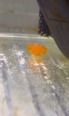 登校を妨害する猫ちゃん