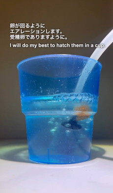 ダンゴウオの卵