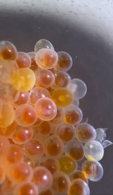 ダンゴウオの卵