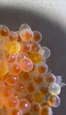 ダンゴウオの卵