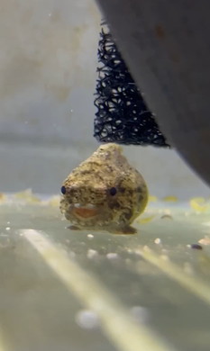 水槽のダンゴウオ