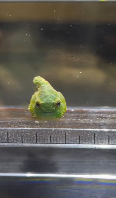 水槽のダンゴウオ