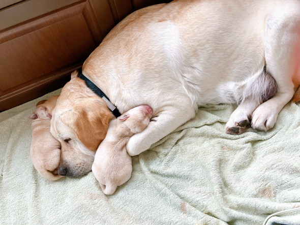 保護犬