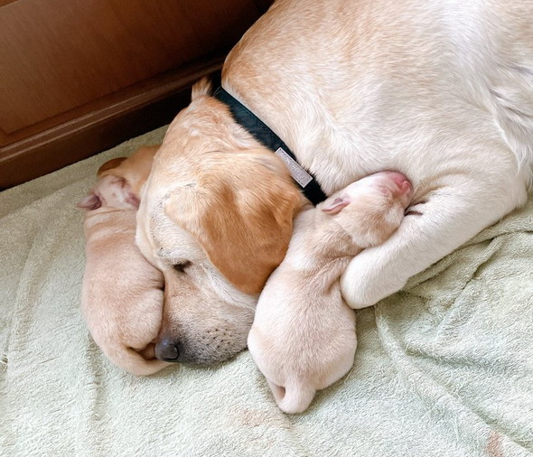 出産したラブラドール