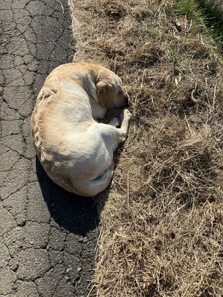横たわるラブラドール