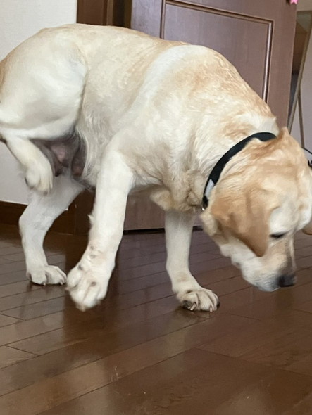 足をあげるラブラドール