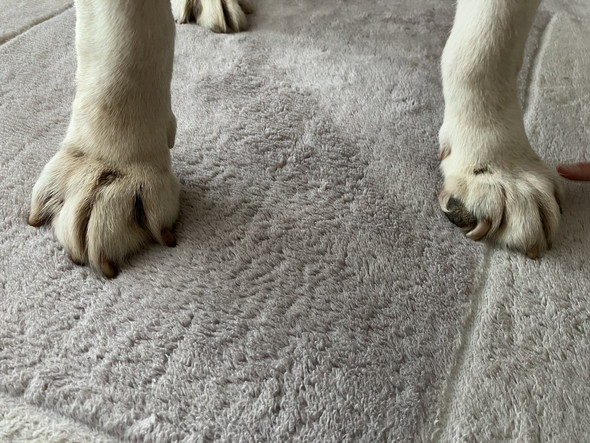 ラブラドールの前足